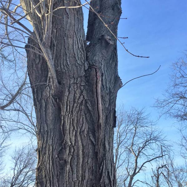 damaged tree