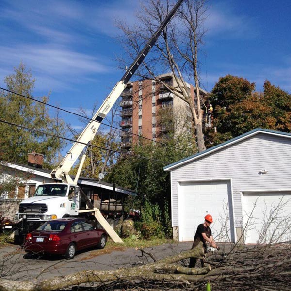 tree trimming with crane