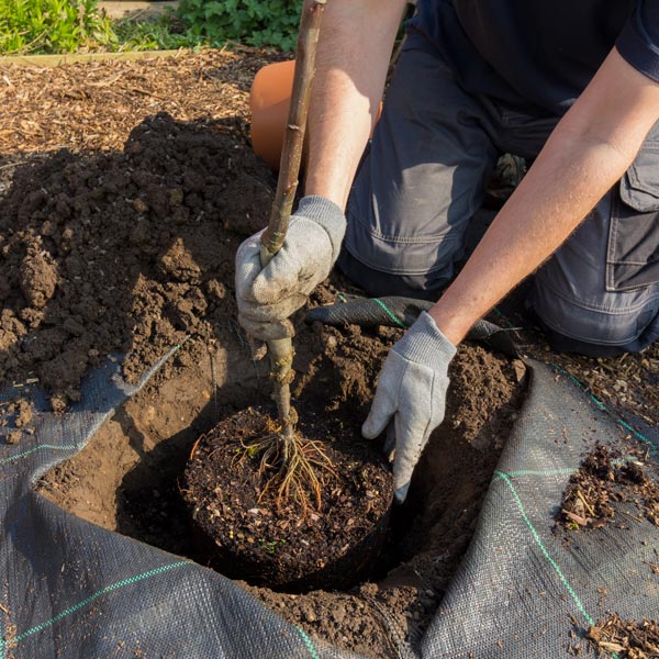 planting a tree